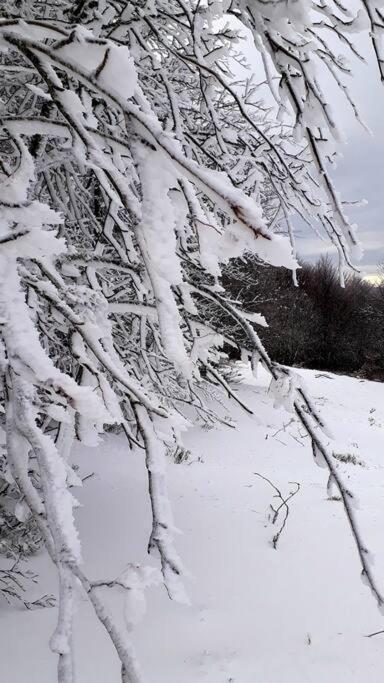 Au Pied Des Pistes A Hohneck La Bresse